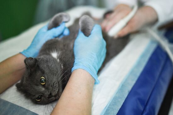 Обская городская ветеринарная клиника в Новосибирской области