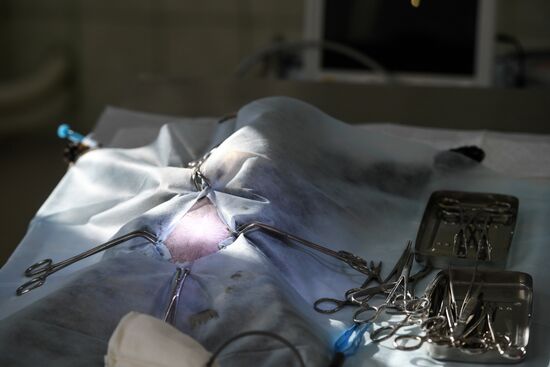 Обская городская ветеринарная клиника в Новосибирской области