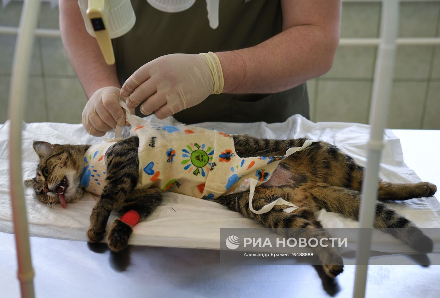 Обская городская ветеринарная клиника в Новосибирской области