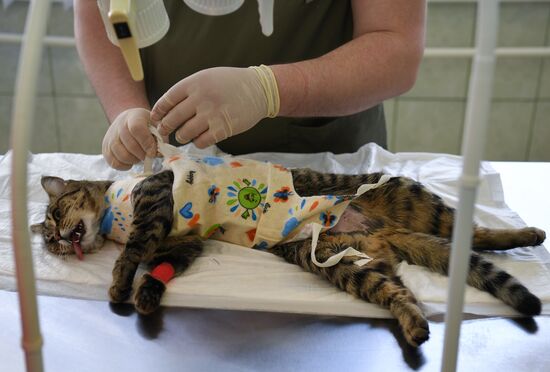 Обская городская ветеринарная клиника в Новосибирской области