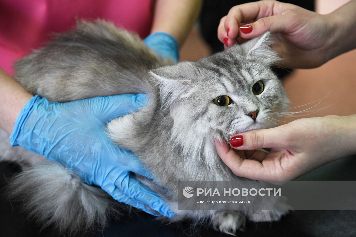 Обская городская ветеринарная клиника в Новосибирской области
