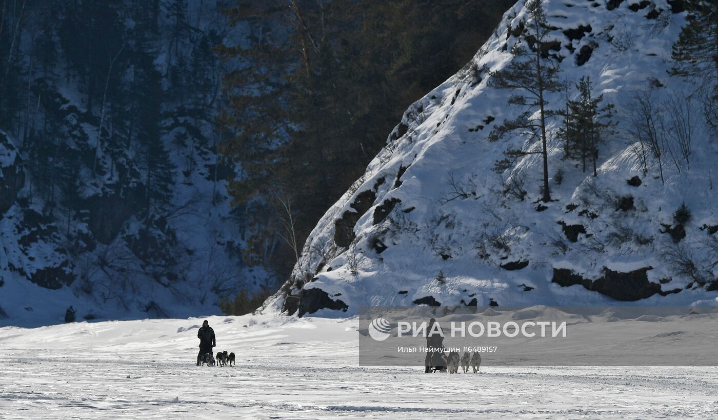 Тренировочный забег ездовых собак в Красноярском крае