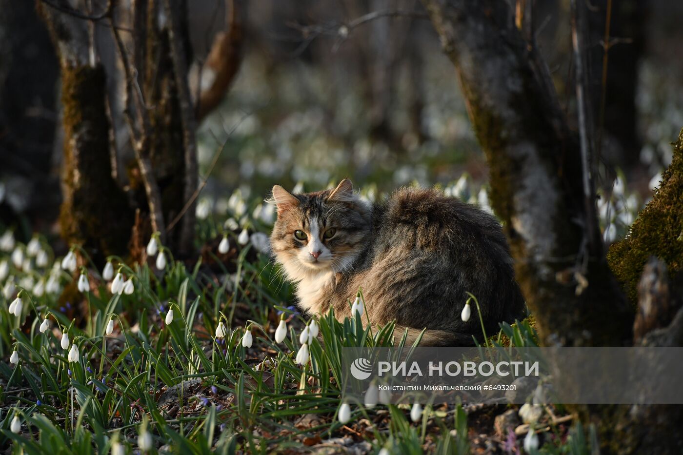 Весна в горах Крыма
