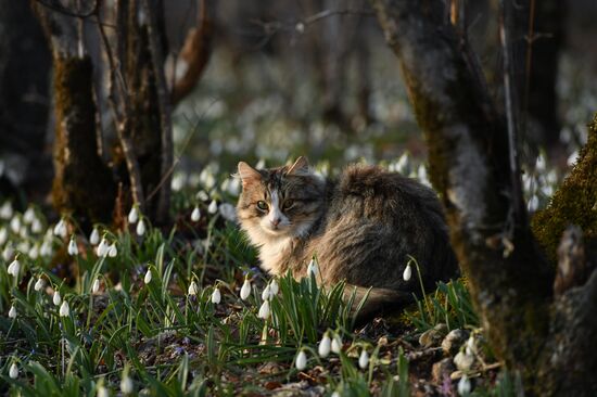 Весна в горах Крыма