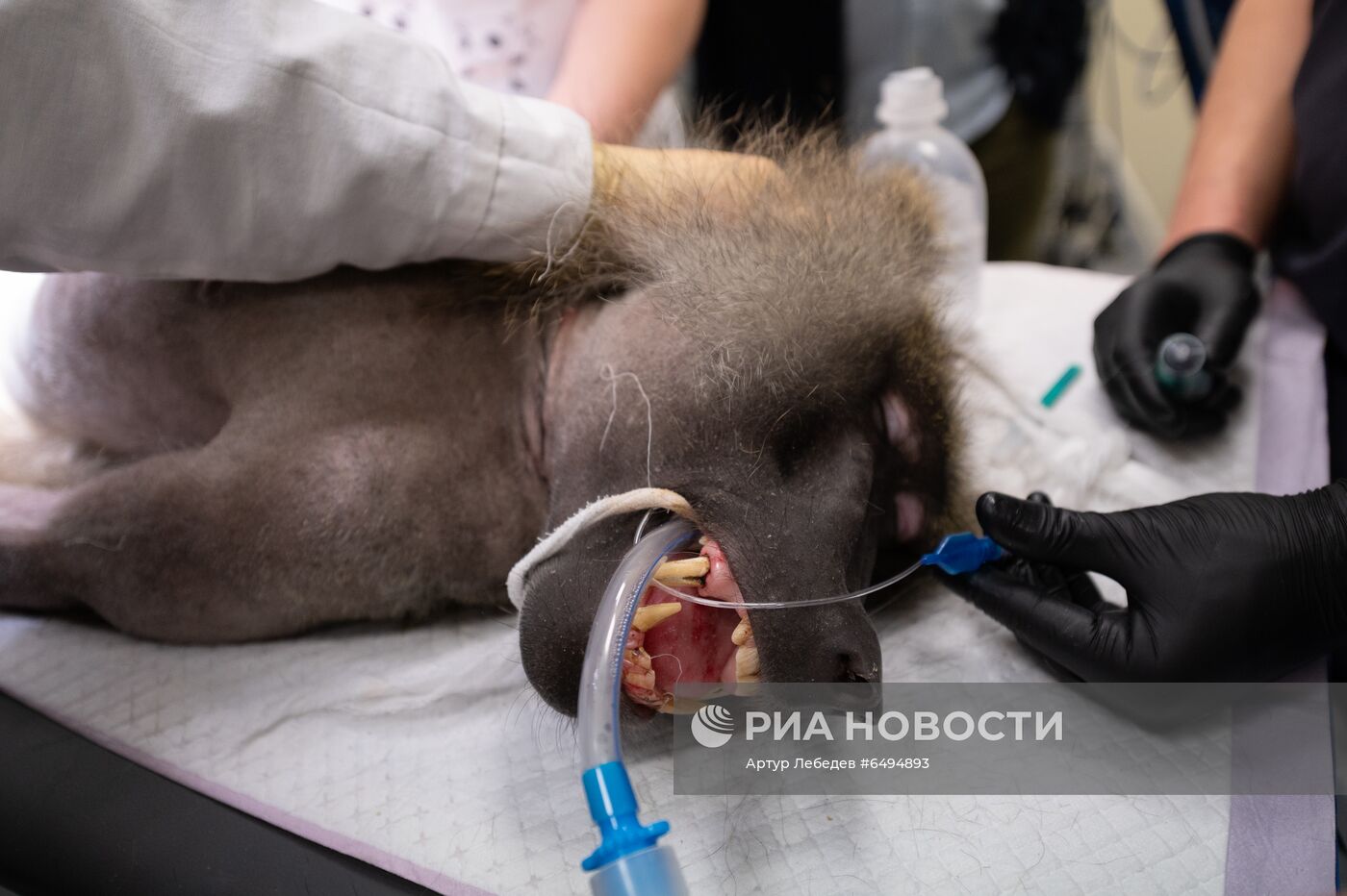 Операция опухоли мозга гамадрила в НИИ медицинской приматологии в Сочи