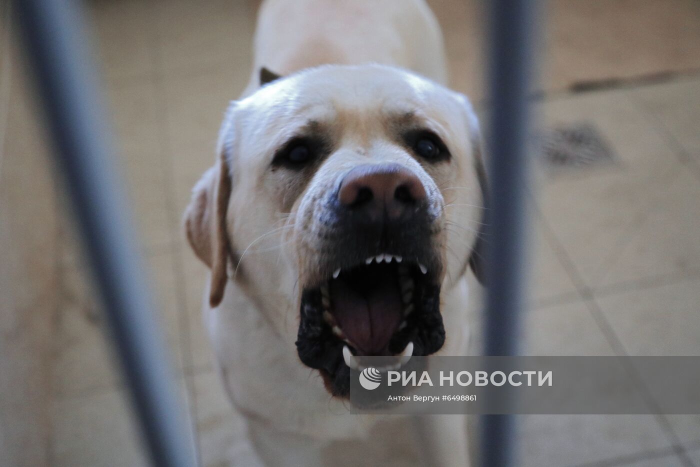 Кинологический центр МВД в Белгороде 