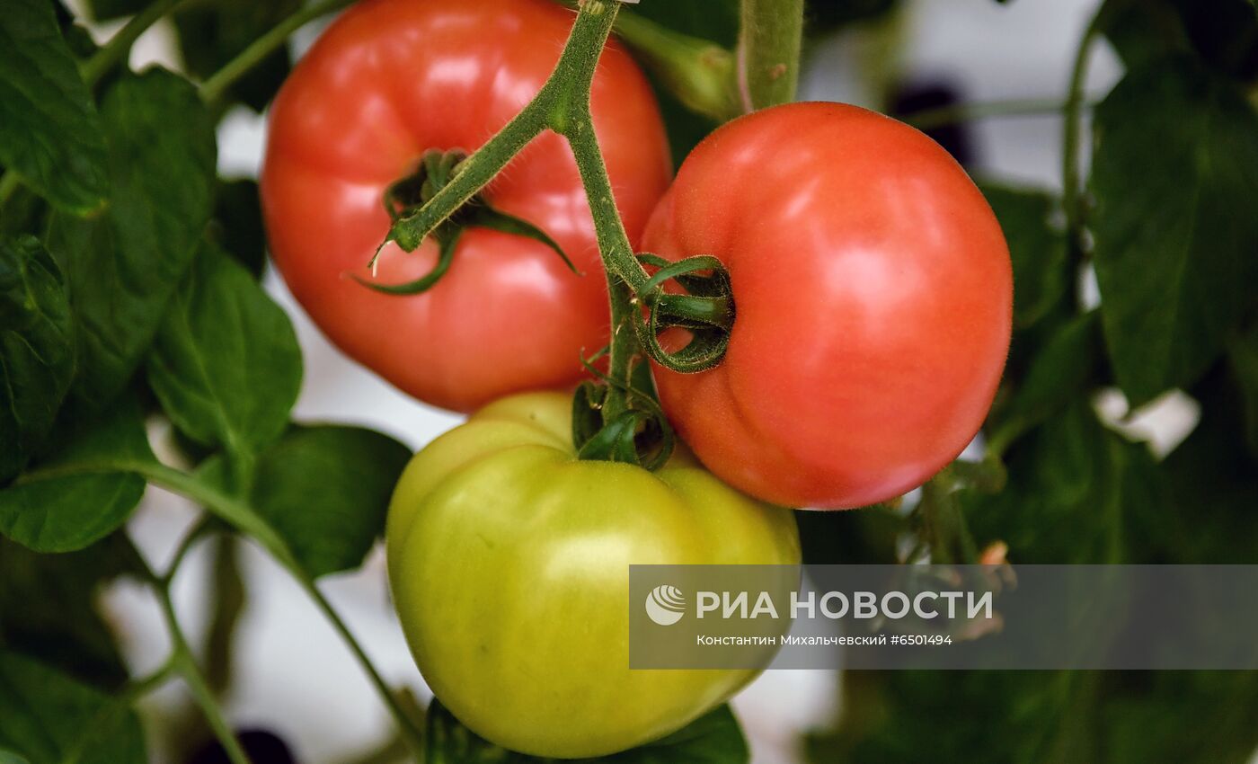 Выращивание овощей в теплицах в Крыму