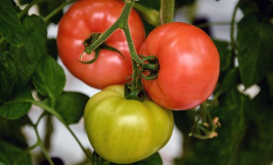 Выращивание овощей в теплицах в Крыму