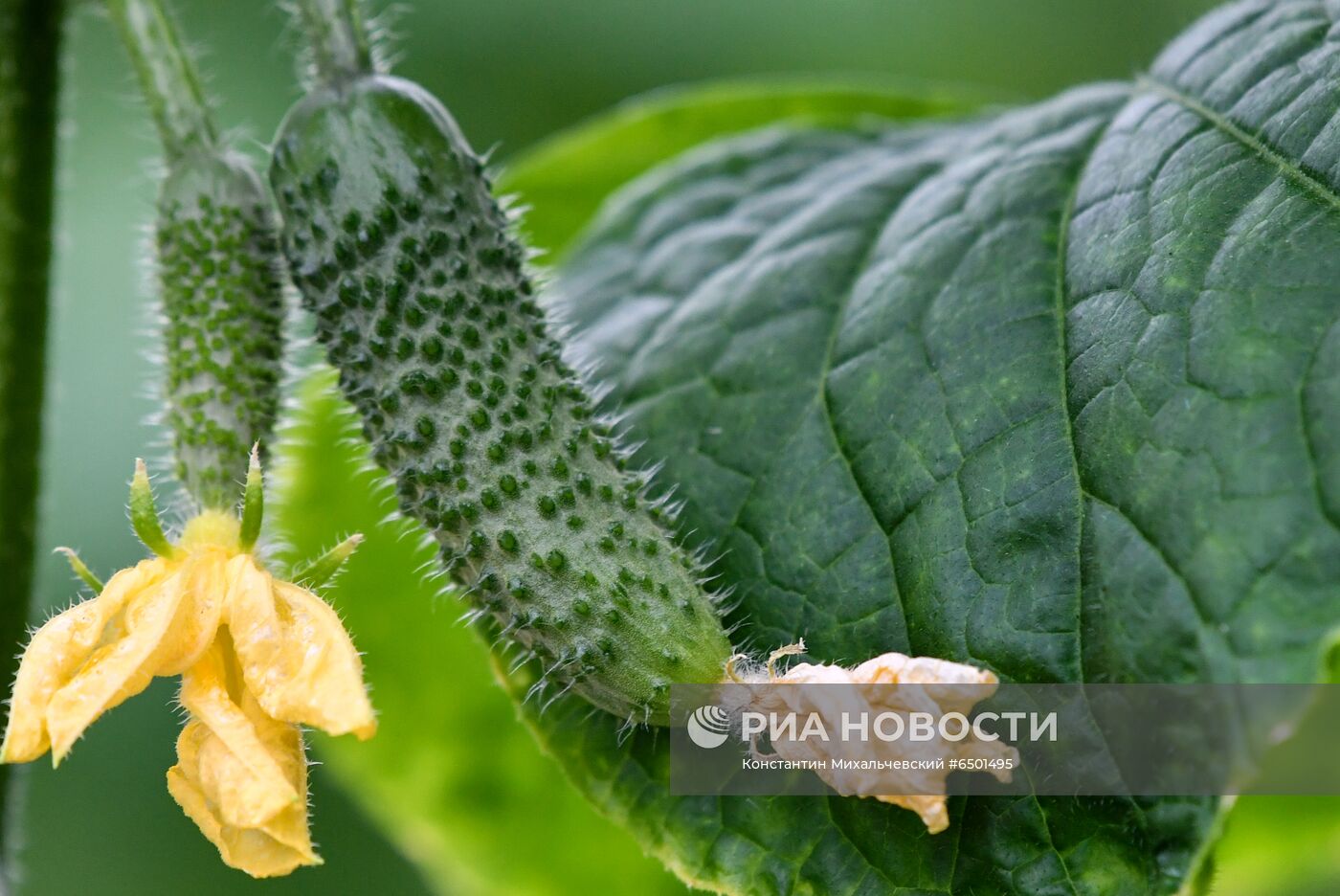 Выращивание овощей в теплицах в Крыму