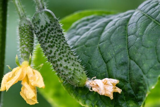 Выращивание овощей в теплицах в Крыму
