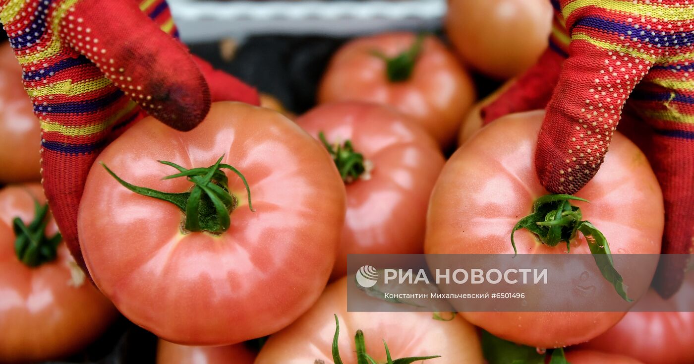 Выращивание овощей в теплицах в Крыму