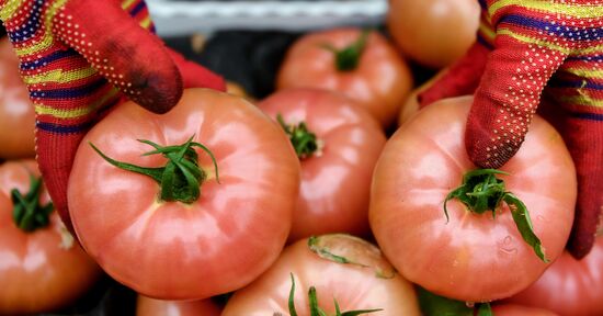 Выращивание овощей в теплицах в Крыму