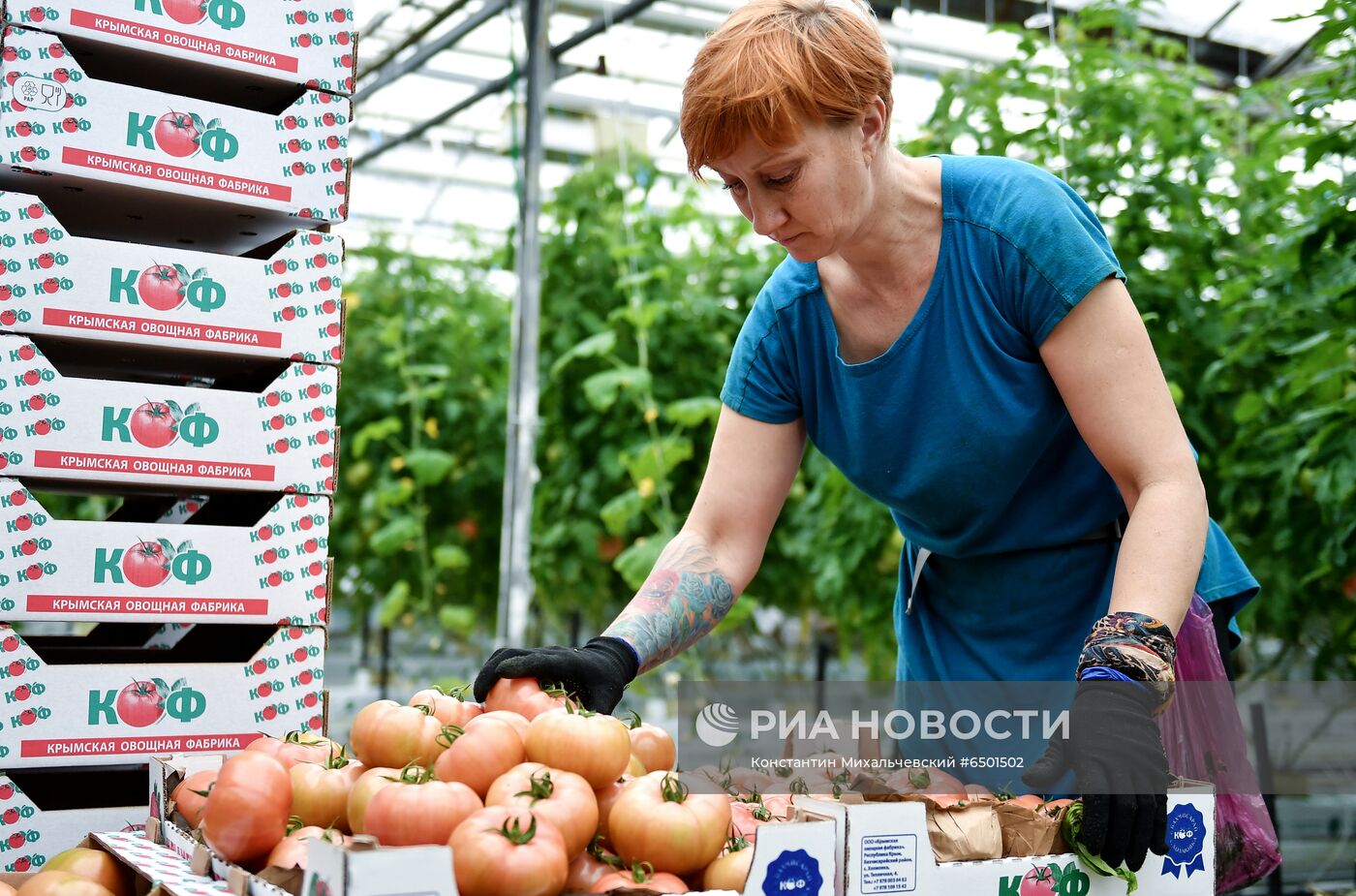 Выращивание овощей в теплицах в Крыму