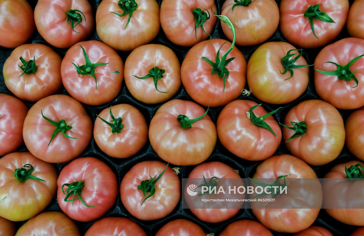 Выращивание овощей в теплицах в Крыму