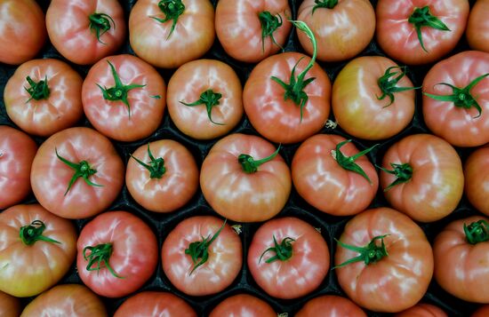 Выращивание овощей в теплицах в Крыму