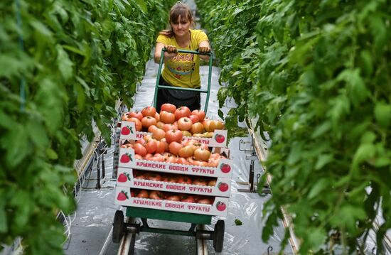 Выращивание овощей в теплицах в Крыму