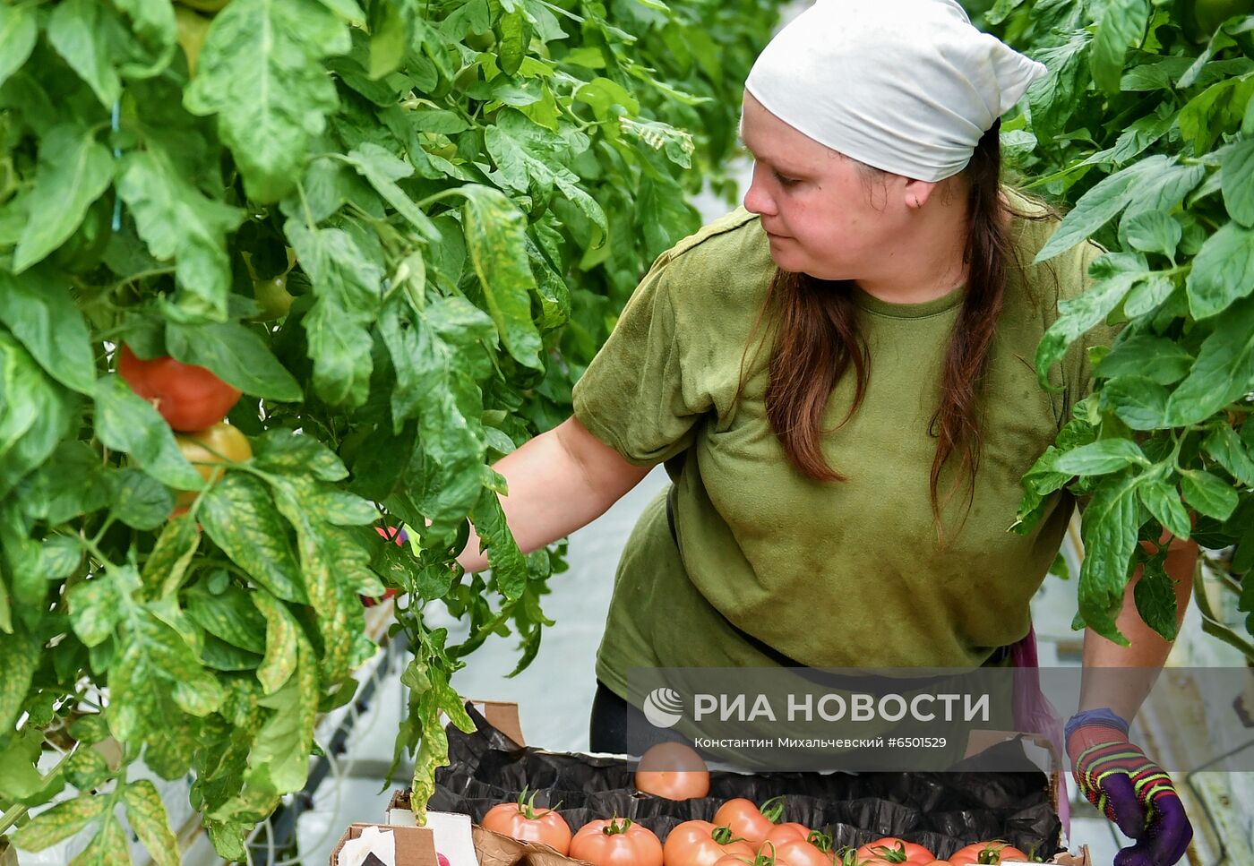 Выращивание овощей в теплицах в Крыму