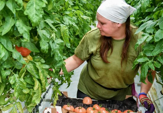 Выращивание овощей в теплицах в Крыму