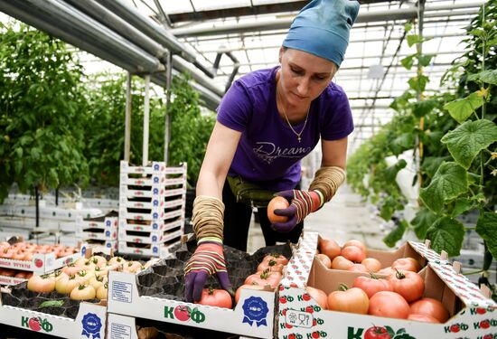 Выращивание овощей в теплицах в Крыму