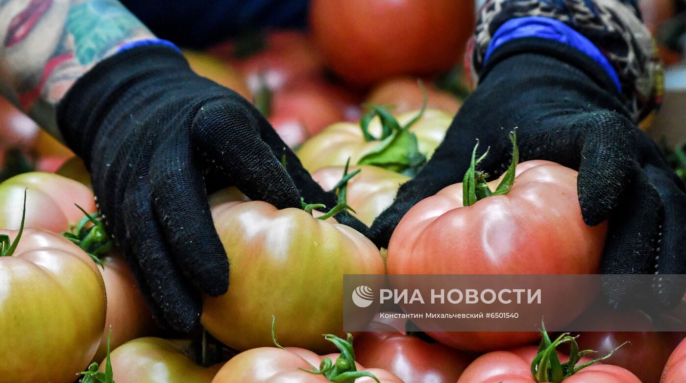 Выращивание овощей в теплицах в Крыму