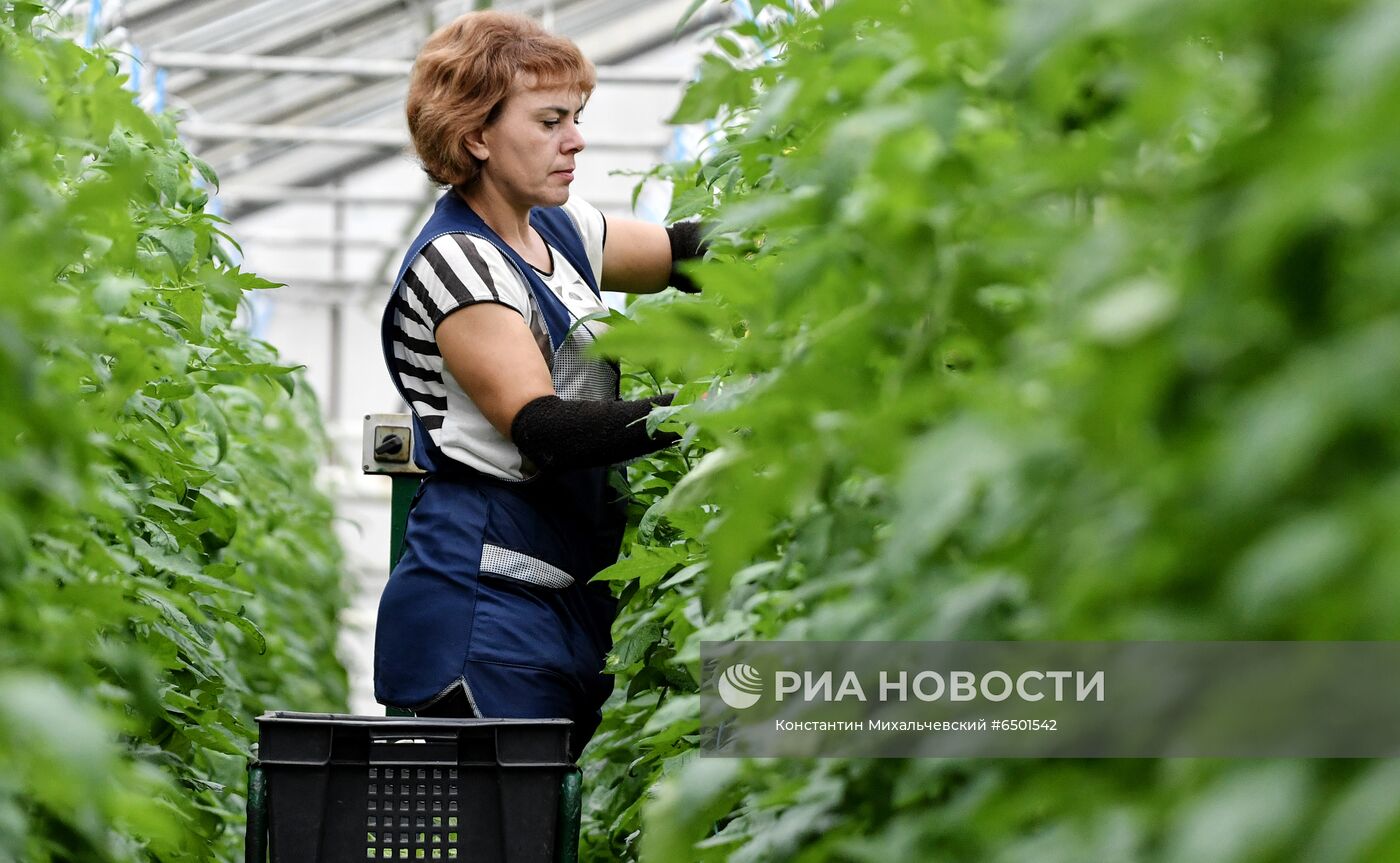 Выращивание овощей в теплицах в Крыму