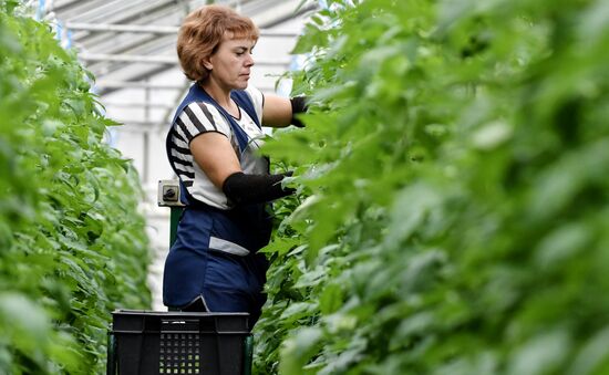 Выращивание овощей в теплицах в Крыму