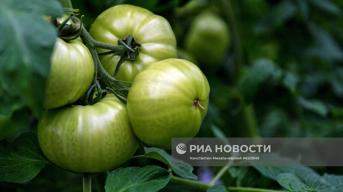 Выращивание овощей в теплицах в Крыму