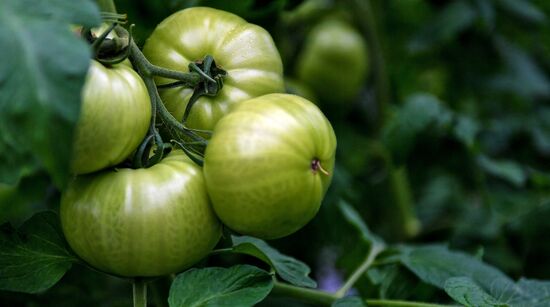 Выращивание овощей в теплицах в Крыму