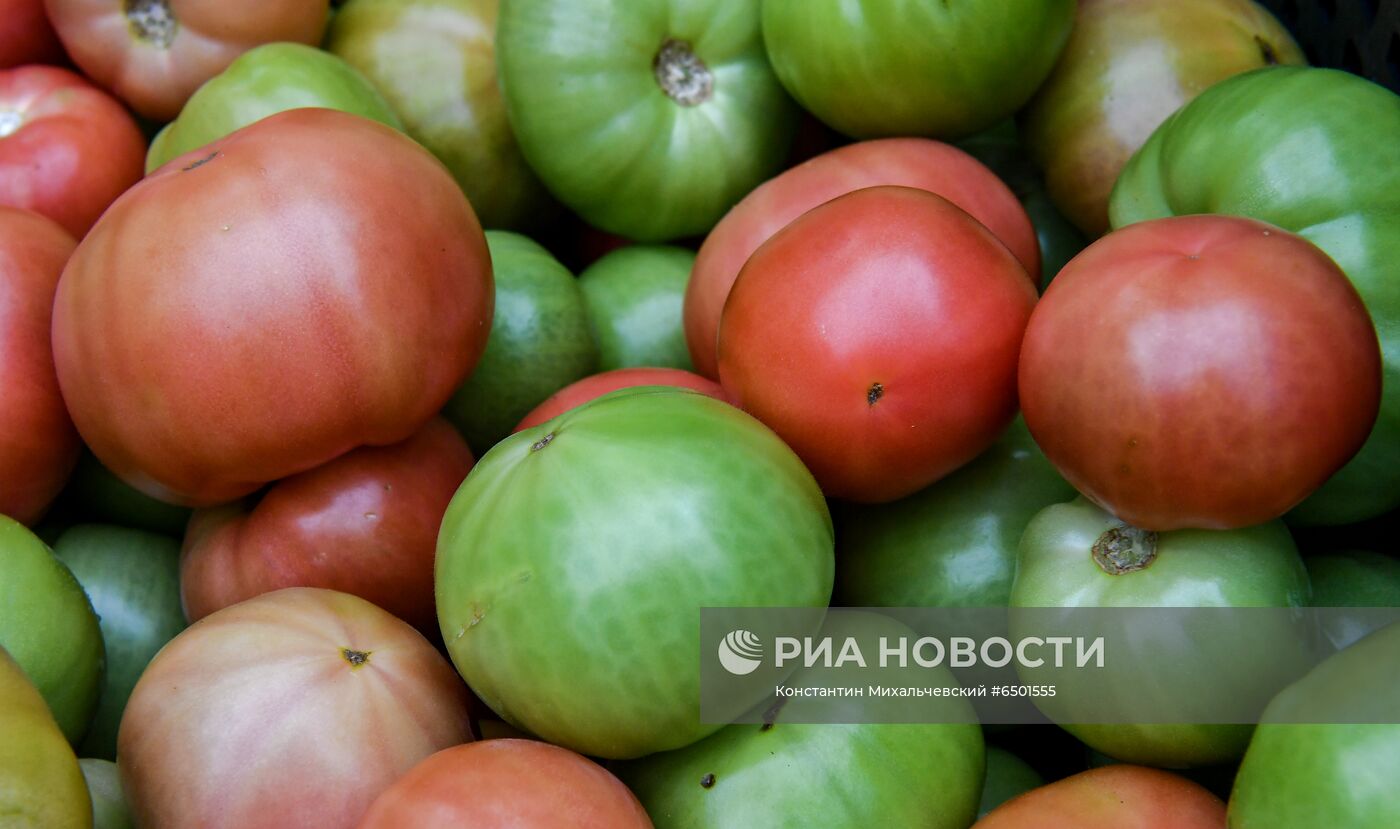 Выращивание овощей в теплицах в Крыму