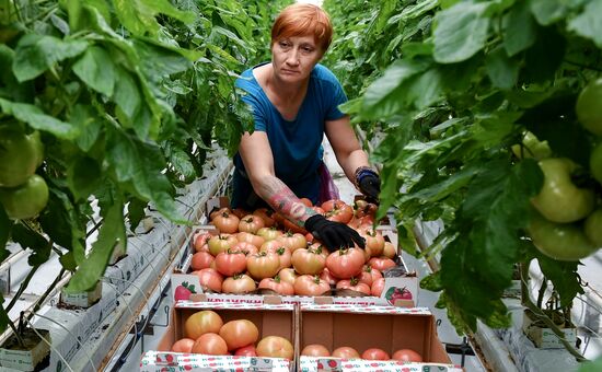 Выращивание овощей в теплицах в Крыму