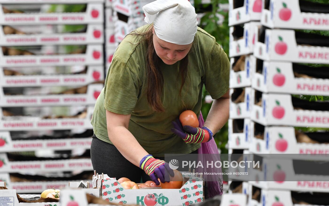 Выращивание овощей в теплицах в Крыму