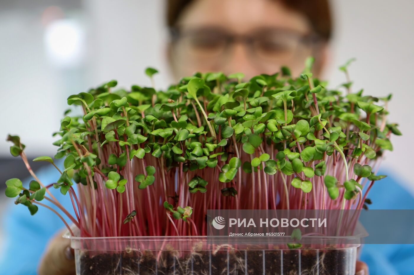Выращивание микрозелени на микроферме в Пятигорске
