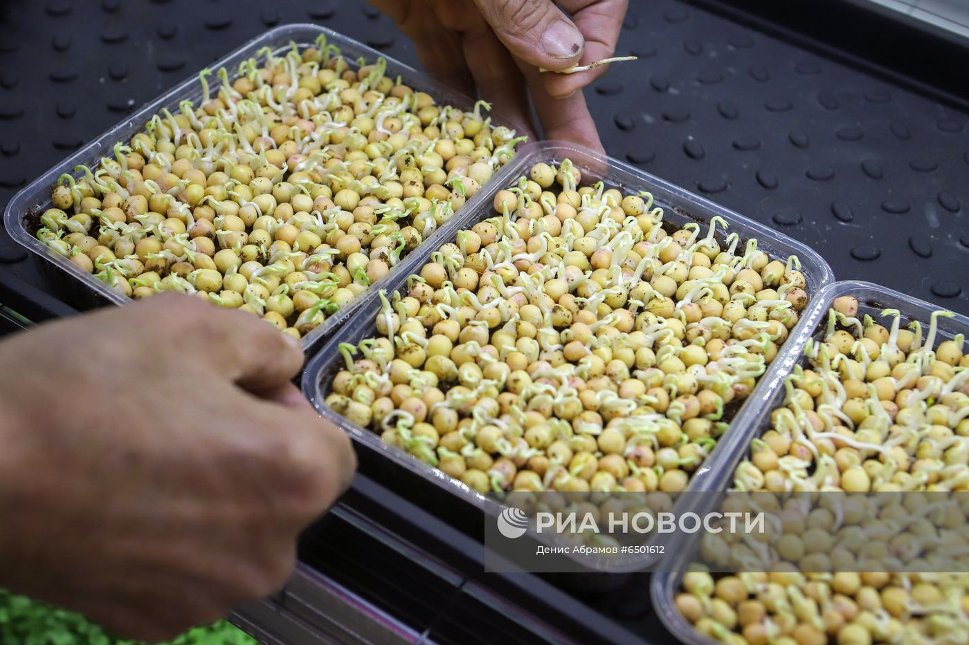 Выращивание микрозелени на микроферме в Пятигорске