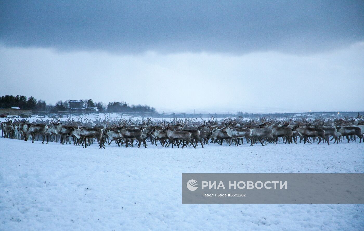 Оленеводческое хозяйство в Мурманской области