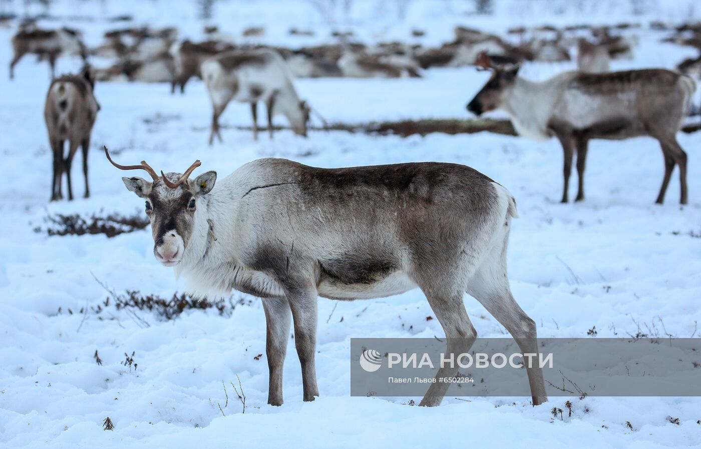 Оленеводческое хозяйство в Мурманской области