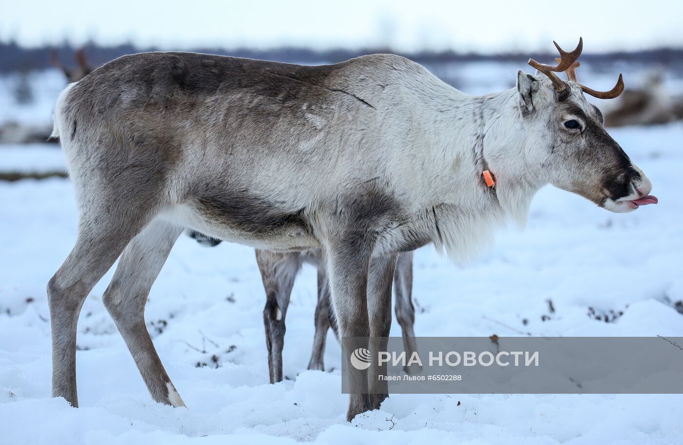 Оленеводческое хозяйство в Мурманской области