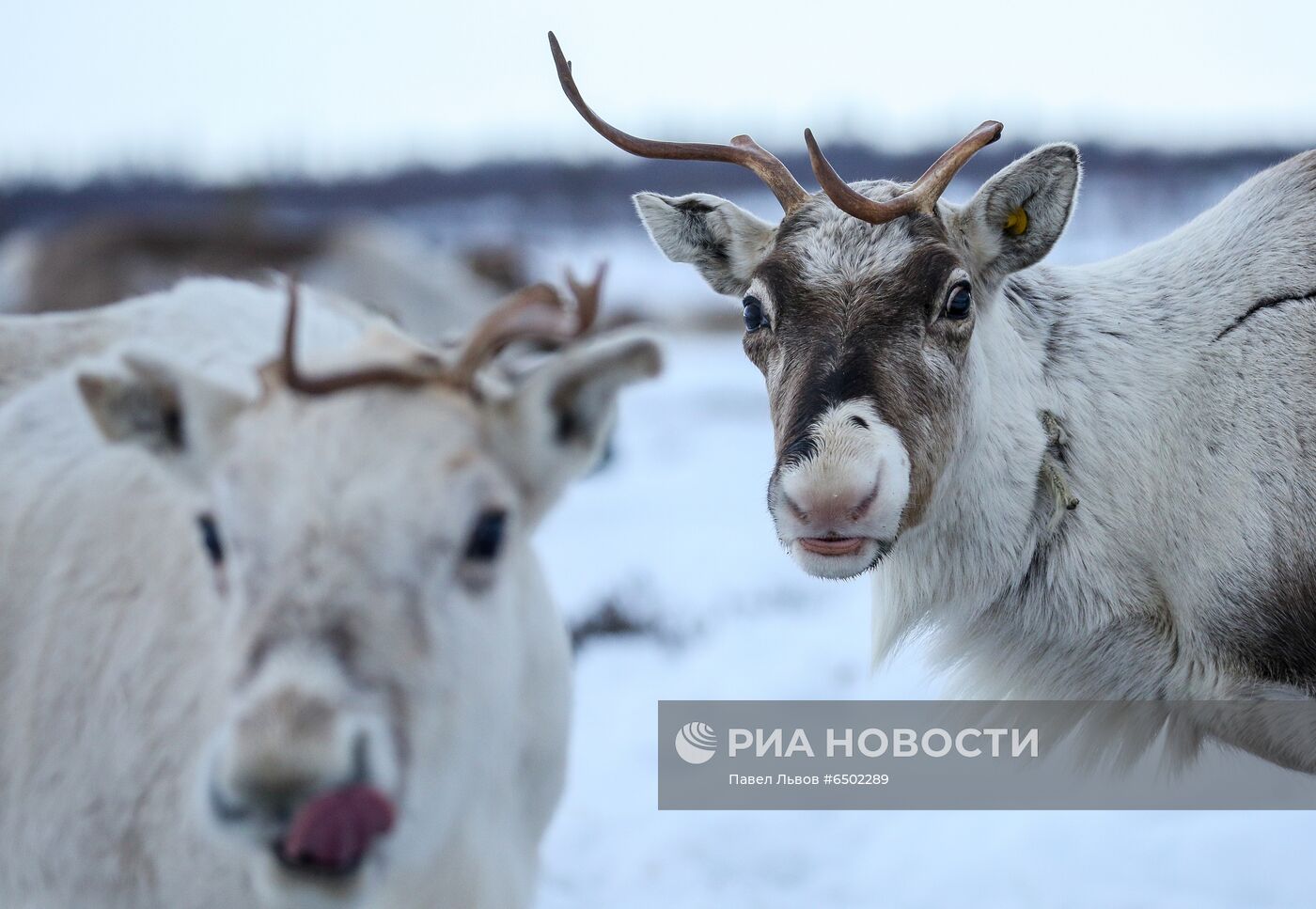 Оленеводческое хозяйство в Мурманской области