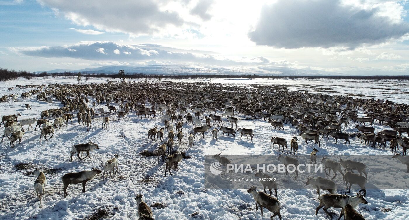 Оленеводческое хозяйство в Мурманской области