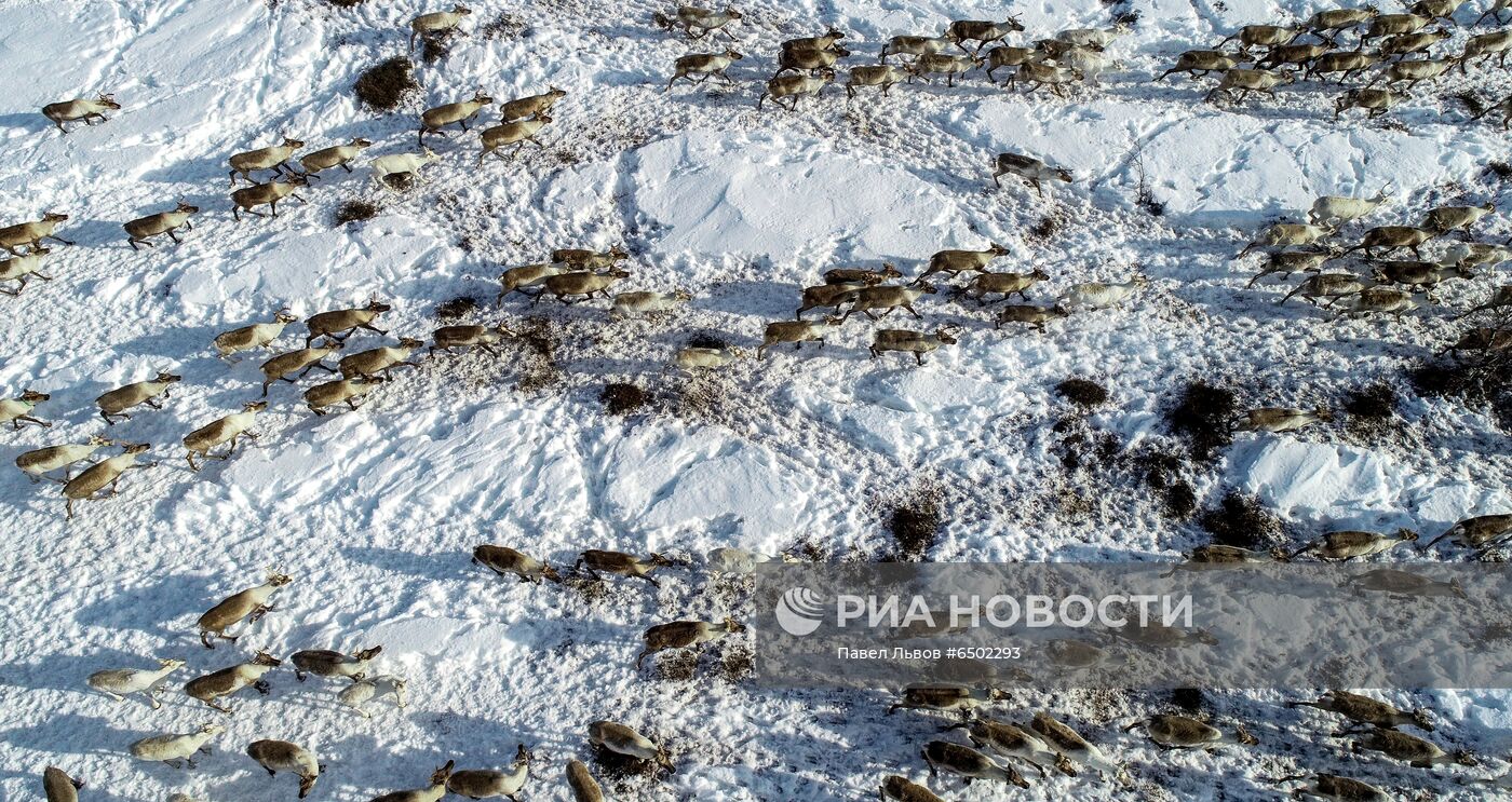 Оленеводческое хозяйство в Мурманской области