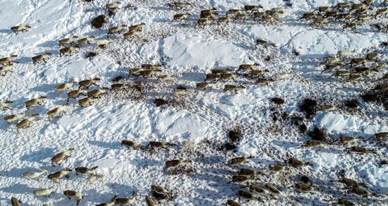 Оленеводческое хозяйство в Мурманской области