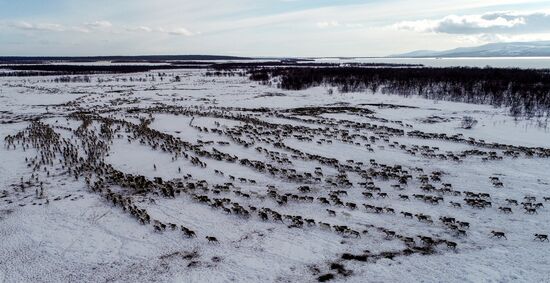 Оленеводческое хозяйство в Мурманской области