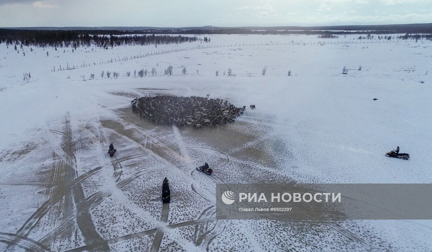 Оленеводческое хозяйство в Мурманской области