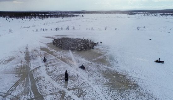 Оленеводческое хозяйство в Мурманской области