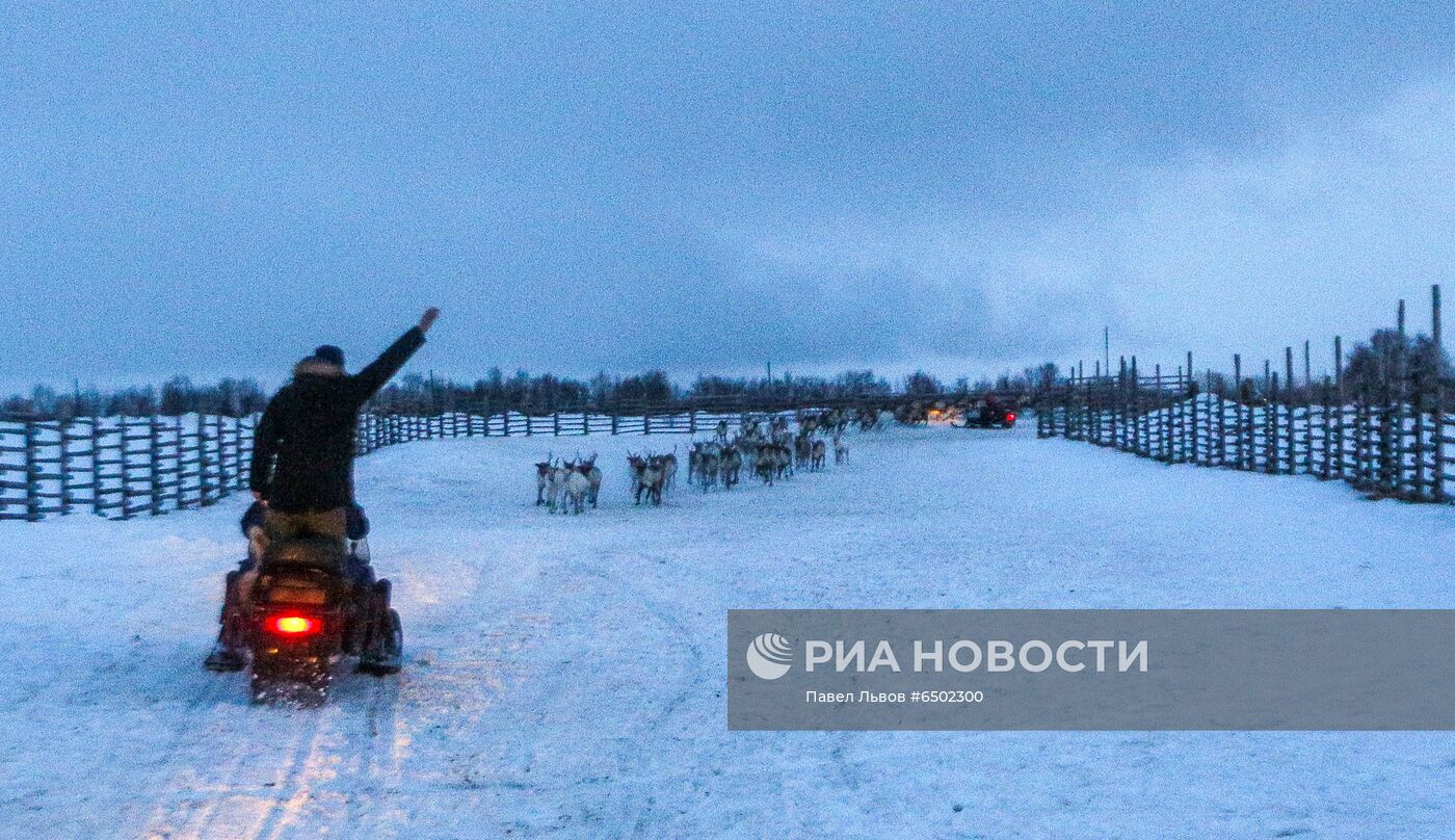 Оленеводческое хозяйство в Мурманской области