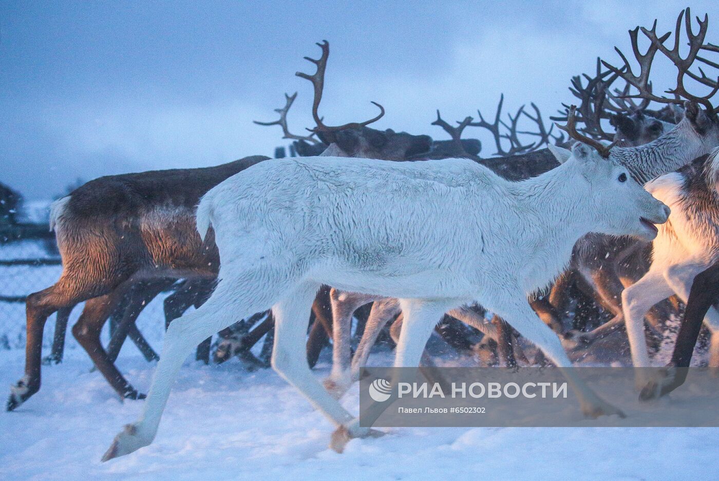 Оленеводческое хозяйство в Мурманской области