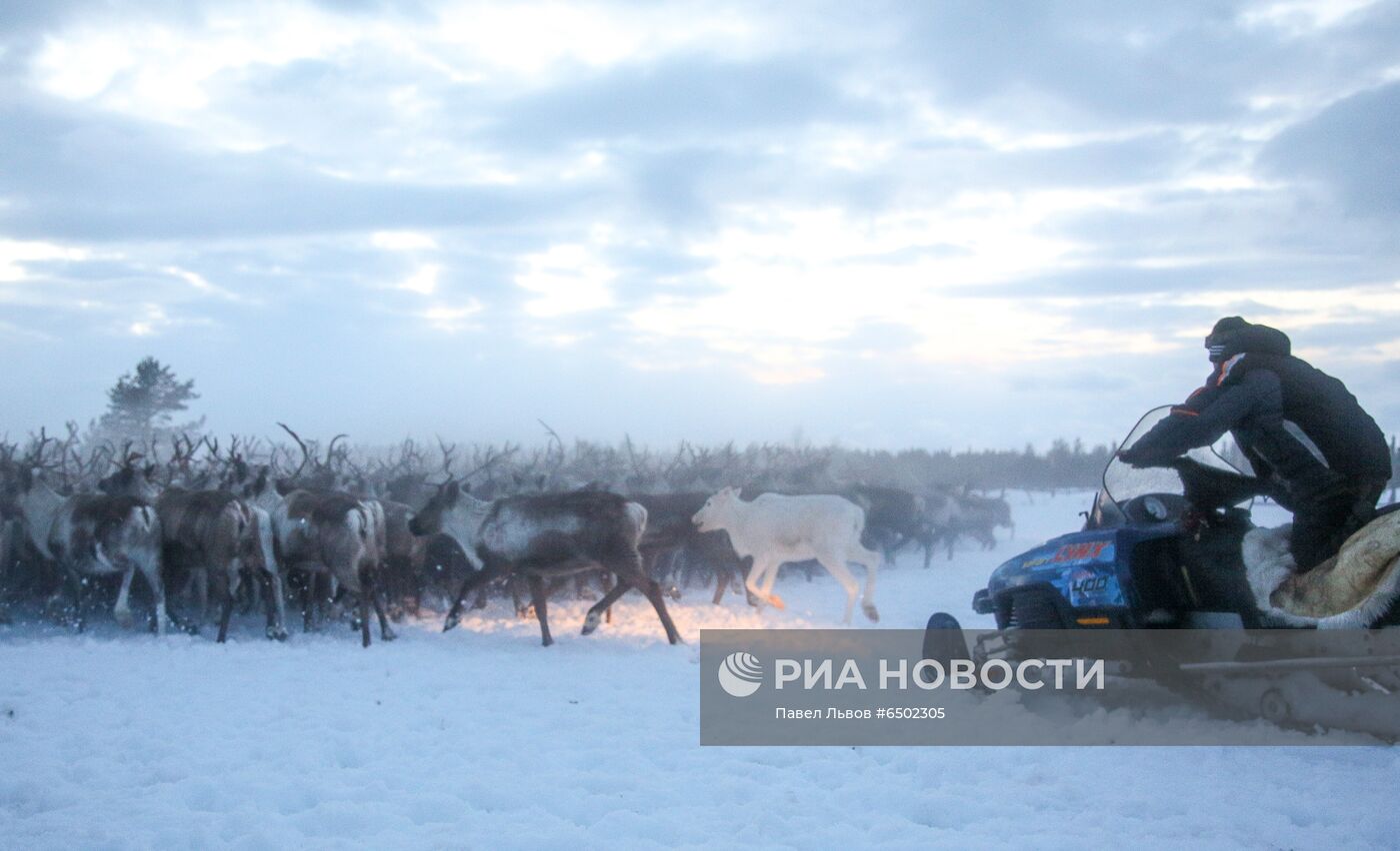 Оленеводческое хозяйство в Мурманской области