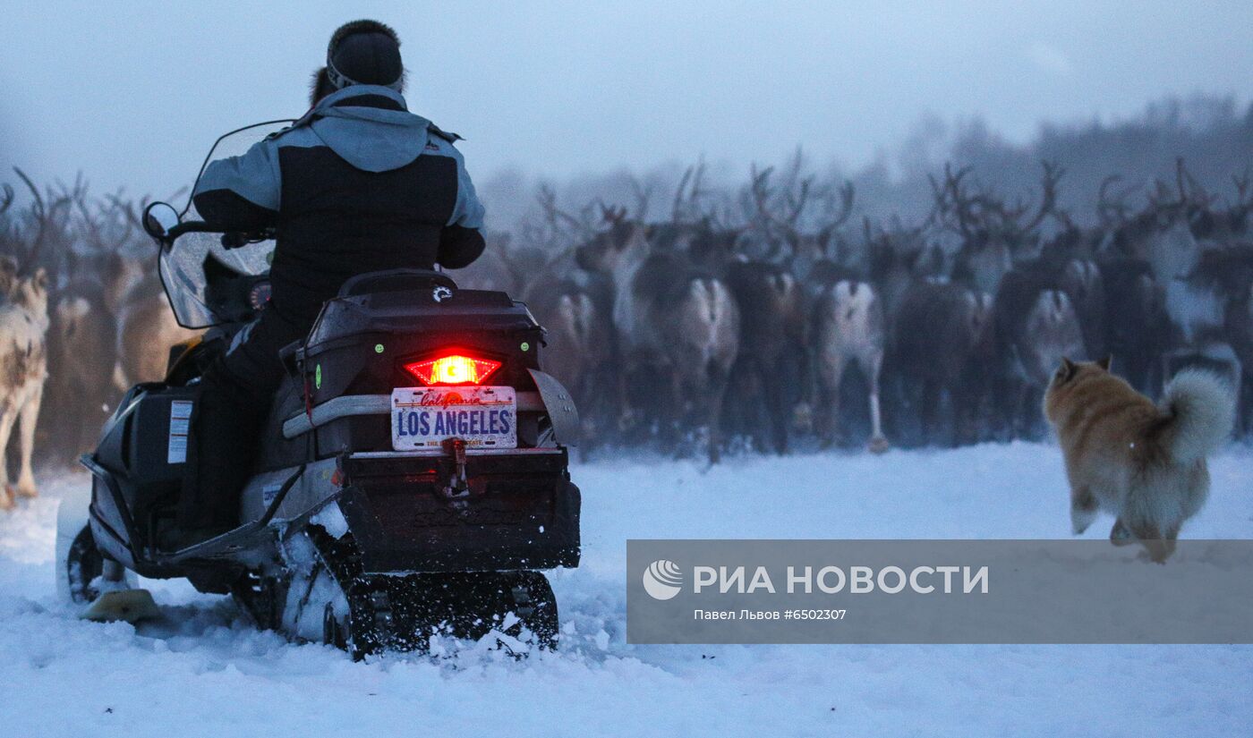 Оленеводческое хозяйство в Мурманской области