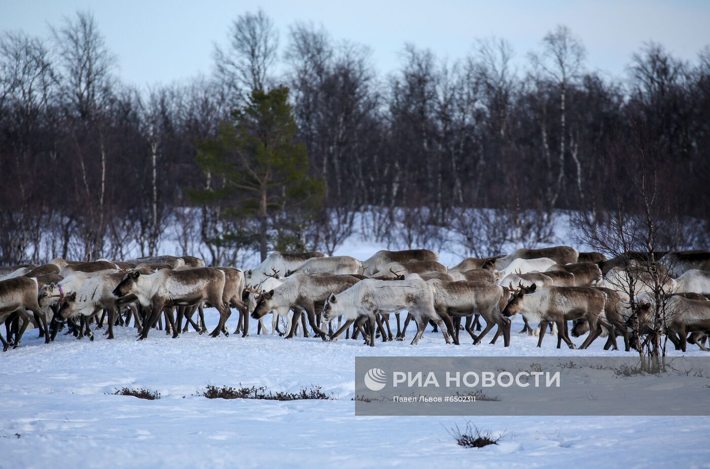 Оленеводческое хозяйство в Мурманской области