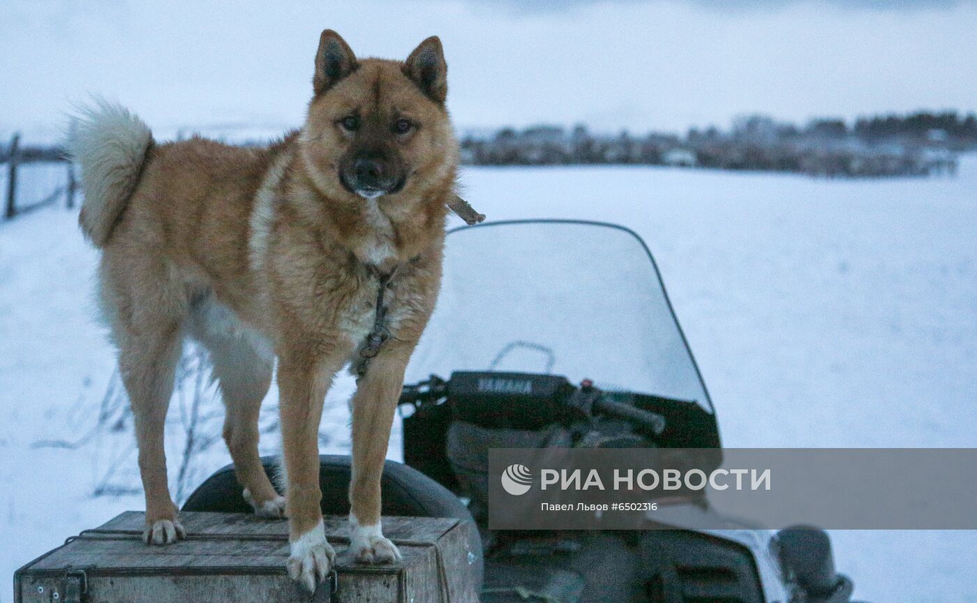 Оленеводческое хозяйство в Мурманской области