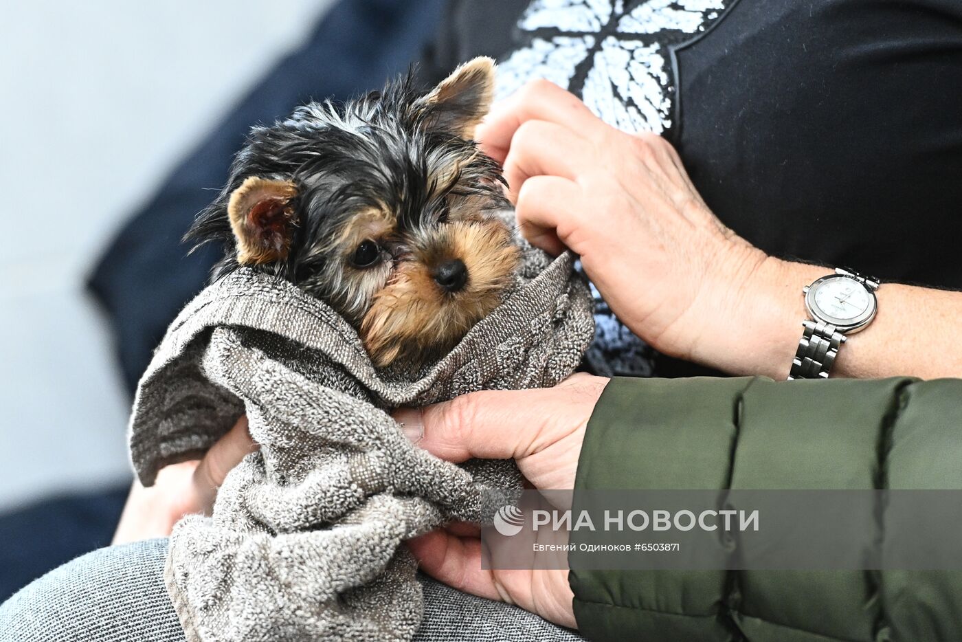 Чипирование домашних животных в ветклинике